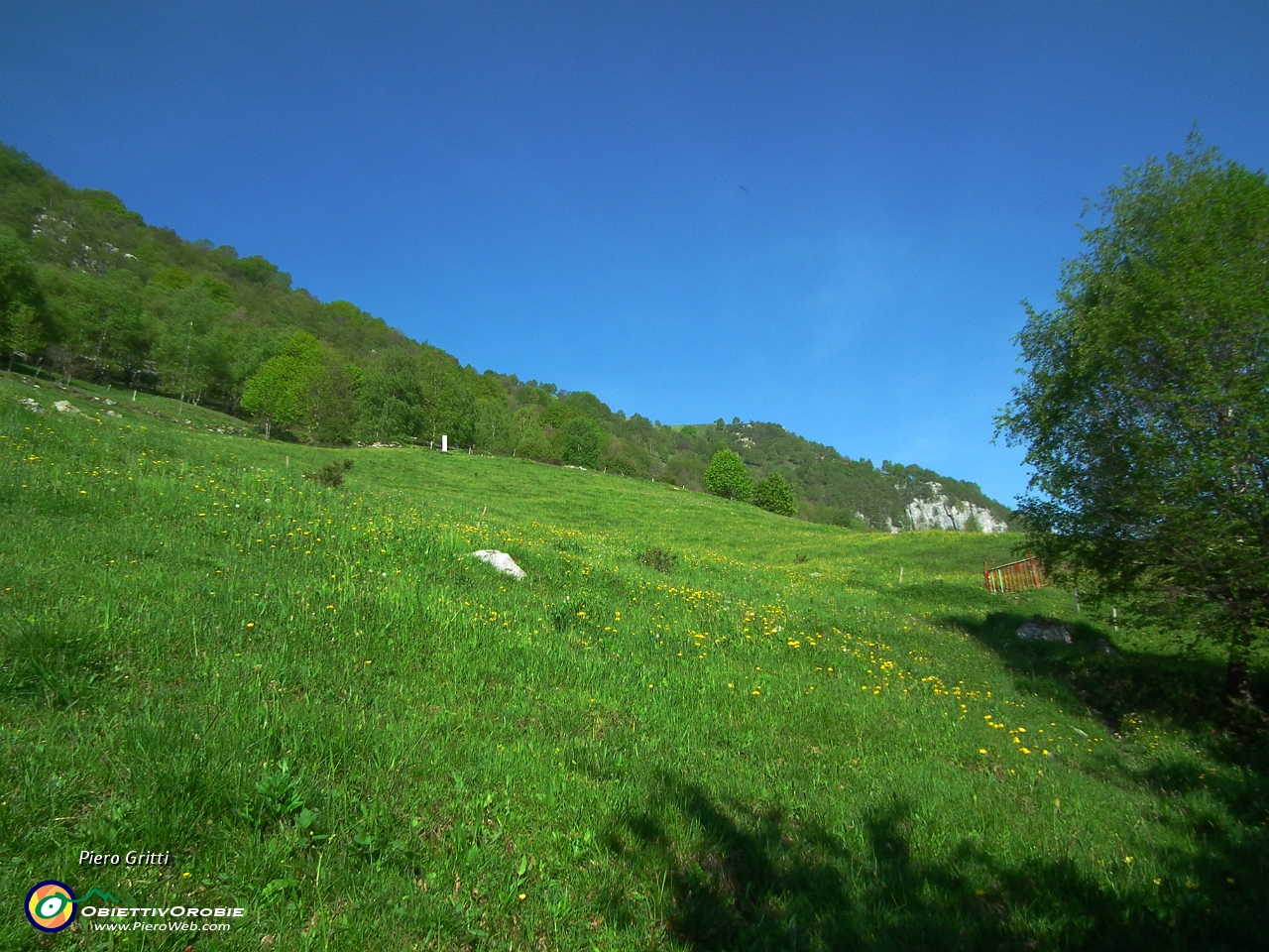 18 dal bosco al prato....JPG